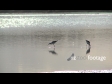 Bird Chase Wetland 1 1137